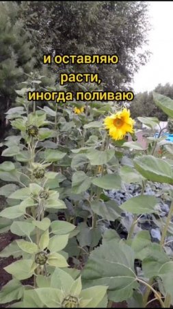 Как растёт подсолнух