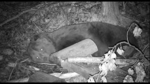 Я сплю. Иди поиграй с котом!   I'm sleeping. Go play with the cat!