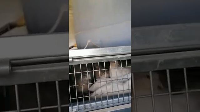 Клетки на даче