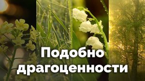 Подобно драгоценности | С любовью к русской природе