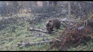 С добрым утром, друзья Мансура! . Good morning, friends of Mansur!