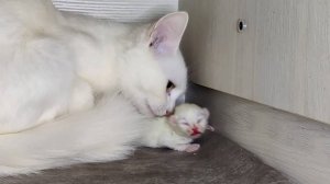 Мама-кошка спешит на помощь своему котенку. Мама-кошка и ее новорожденный котенок.