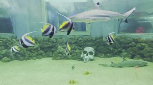 Океанариум в Краснодаре Ocean Park - крупнейший океанариум на юге России