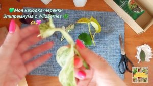 Моя находка-Черенки Эпипремнума с Wildberries.💖🫶🌿