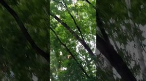 гулять и еще раз гулять!