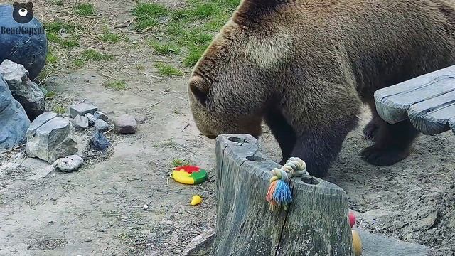Веселая пирамидка для мишки-малышки