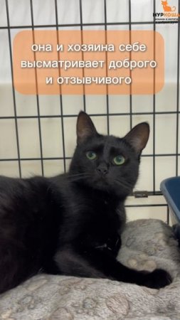 Ночнушка ждёт вас в приюте #Муркоша