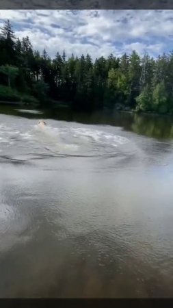 Лохматые торпеды