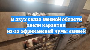 В двух селах Омской области ввели карантин из-за африканской чумы свиней
