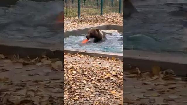 Купание бурого коняПрямой эфир инстаграм @mansurbear 13.10.19