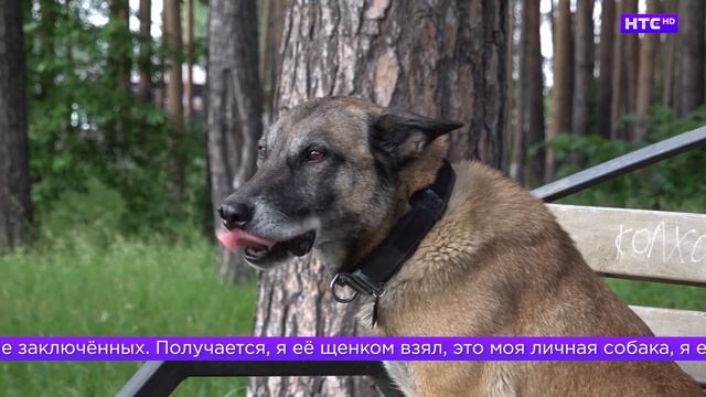 День кинолога в Ирбите