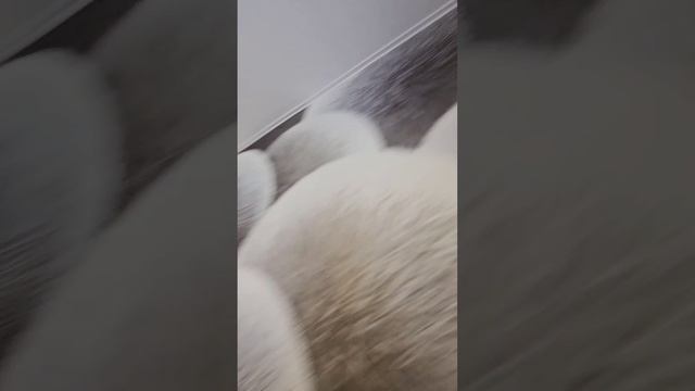 г. Пермь, ул. Подлесная, 13, к. 245.mp4