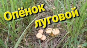 Опёнок луговой.