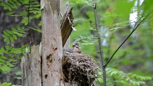 птичья любовь, птенцы дрозда