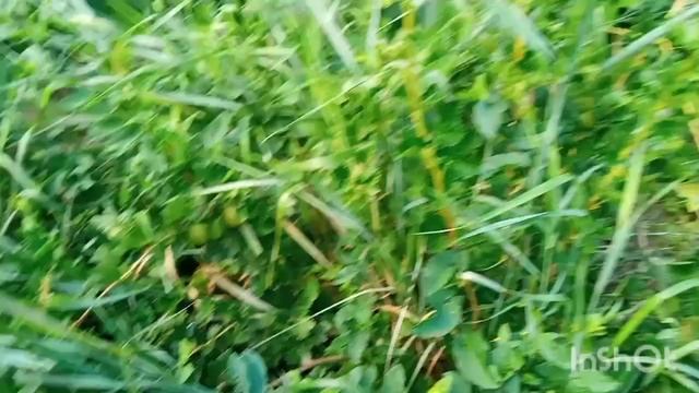 охотничек😹🐍