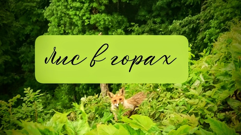 Животные Кавказа, в горах: ЛИС, ХОРЕК?, ЗЕЛЁНАЯ ЯЩЕРИЦА