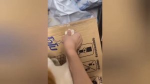 Помощники🐈