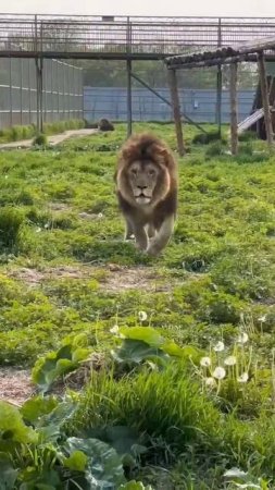 Когда у тебя королевская осанка: лев демонстрирует идеальную походку