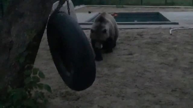 Медведь выучил язык любви