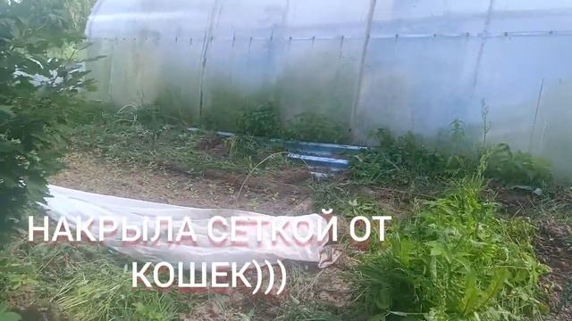 Продажа саженцев метельчатой гортензии) Для заказа писать ватсап телеграмм вконтакте 9-916-363-39-13
