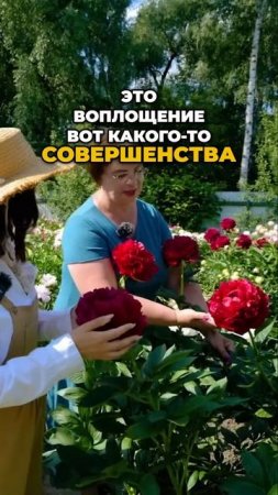 Осторожно! Этот Пион Вызывает Зависимость! 🌺⚠️  #цветы  #сад