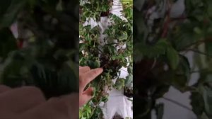 Агробашня. Собираем клубнику каждый день