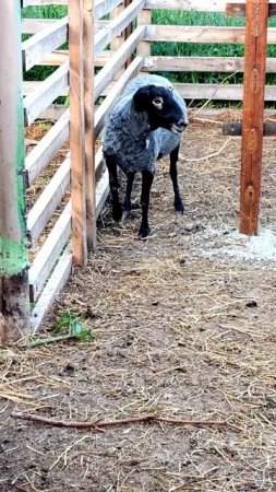 Баран смотрит косо — всё из-за стрижки и педикюра! 🐑🔥💅 #МоеПодворье #деревнярулит #Россия