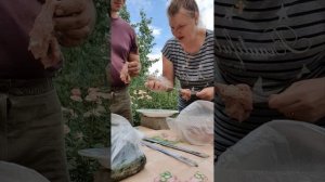 В этот раз шашлык будем жарить на шампурах