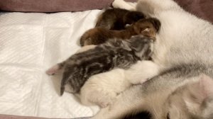 Котятам кошки Кайли девять дней.