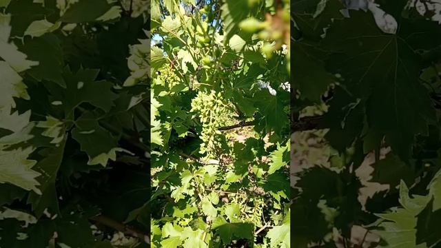 24 июня. Виноград.