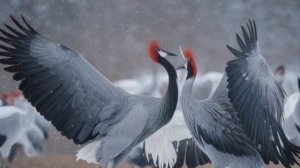 Журавли Символы долголетия и красоты