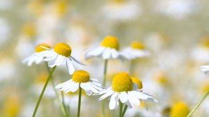 Белорусские аграрии приступили к сбору лекарственной ромашки