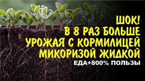 Революция в огороде и саду! Инновационная жидкая Микориза увеличивает корни до 8 раз.