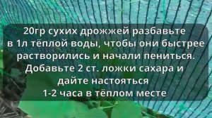 Подкормка огурцов в июне.Очень важная подкормка для хорошего урожая
