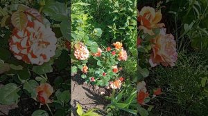 Две розы -красотки в июне 25.