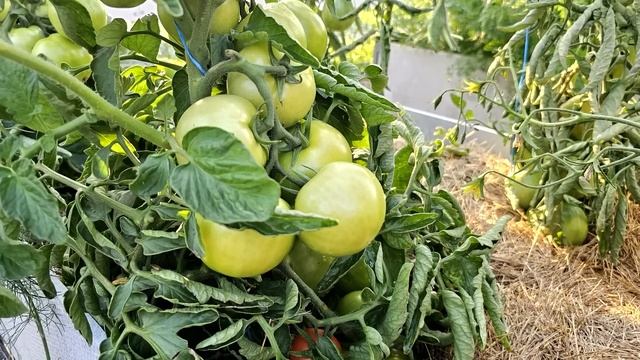 Июньская подкормка для томатов – защита от фитофторы и обильное плодоношение! 🍅✨
