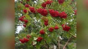 Клён и Рябина