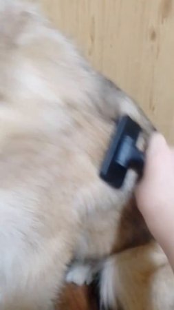 собака