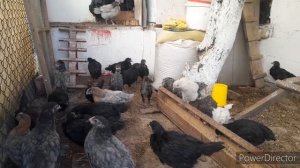 ✅️Цыплята вырвались на свободу!/Ждём заморозки..., абрикос не будет(/chickens on a walk