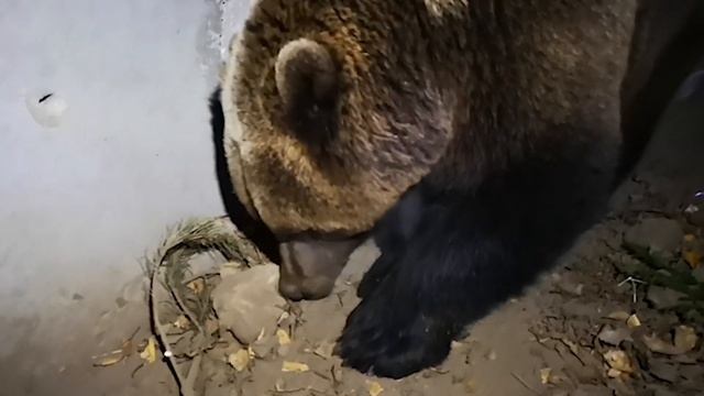 Какую же из берлог выберет Мансур для зимней спячки❓