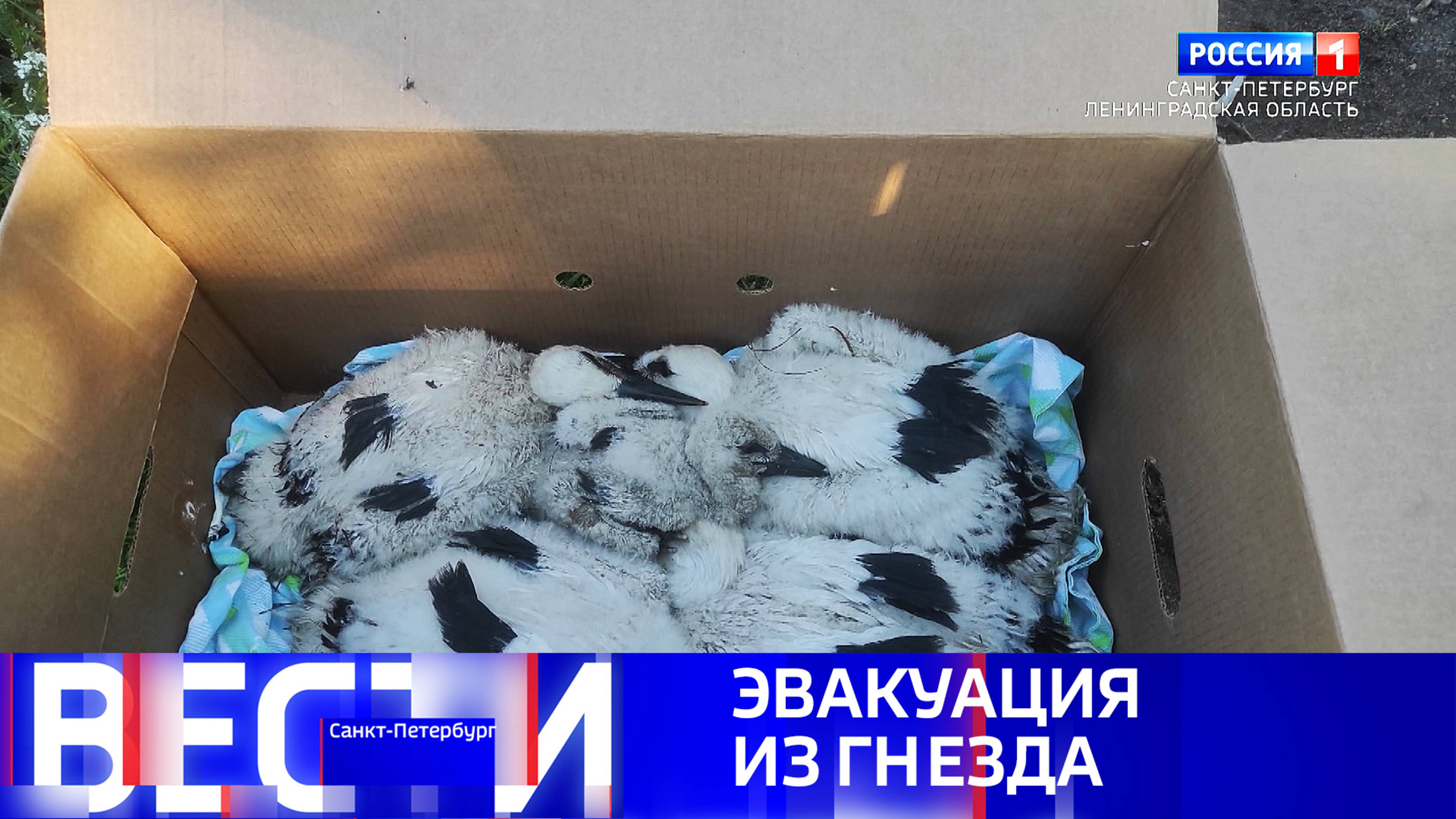 Вести Санкт-Петербург. Выпуск 09.30 от 24.06.2025