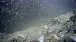 1000045236.mp4Волга гл 5м.24.06.2025г.