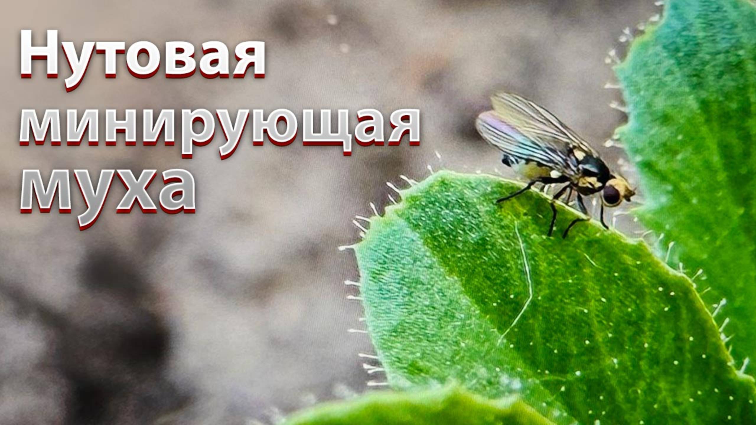 Нутовая (минирующая) муха - подробное описание