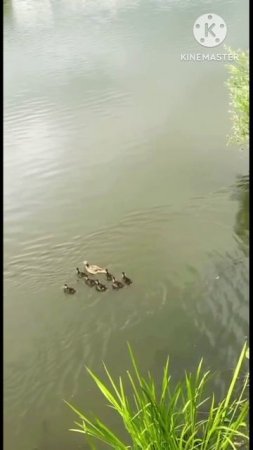 Дикая природа в городе, спасение утят 🦆 #уткивпарке #дикая_природа #историиоживотных #флораифауна