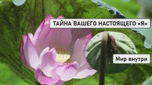 ТАЙНА ВАШЕГО НАСТОЯЩЕГО «Я» | Выход за Грань Иллюзий к Абсолютной Истине