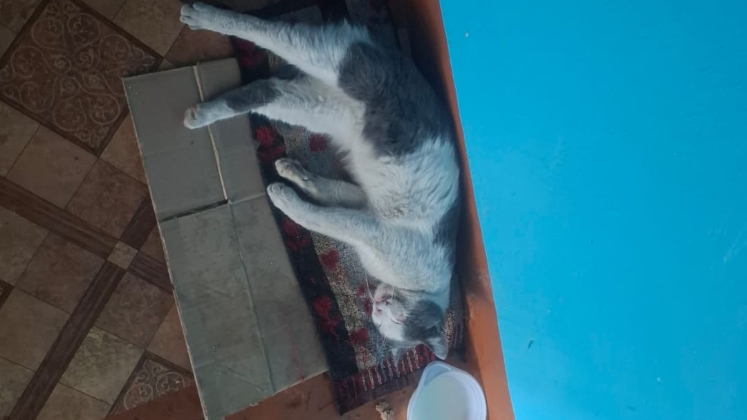Котику некуда идти после больницы
