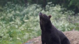Нападавшего на людей медведя застрелили в Южно-Сахалинске