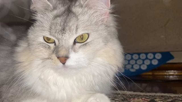 Эффект бабочки и кошка: Как мурчание кошки может вызвать торнадо