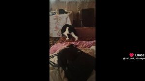 мультик про Оливку