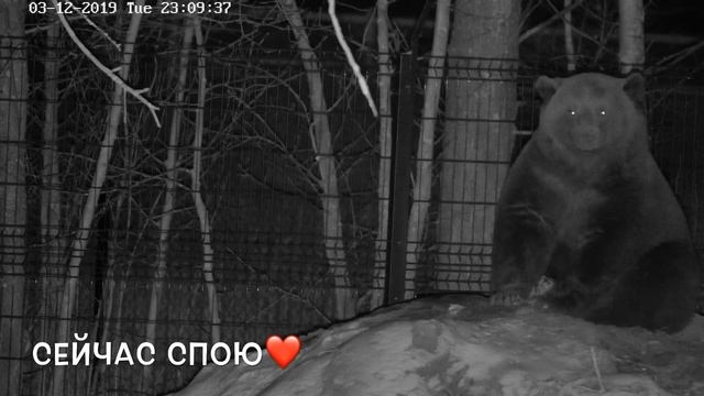 Что делать когда тебе не спится? На эти и многие другие вопросы отвечает эксперт по спячке Мансур